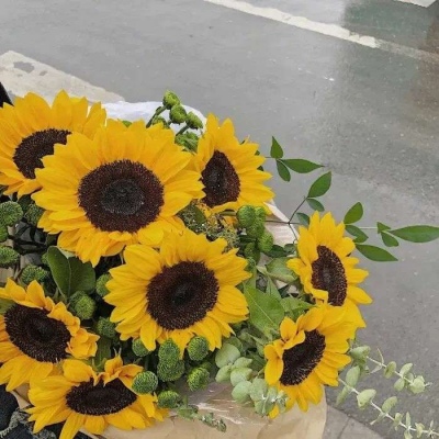 vamos