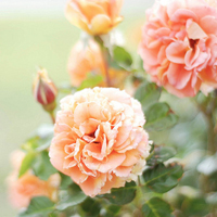 vamos